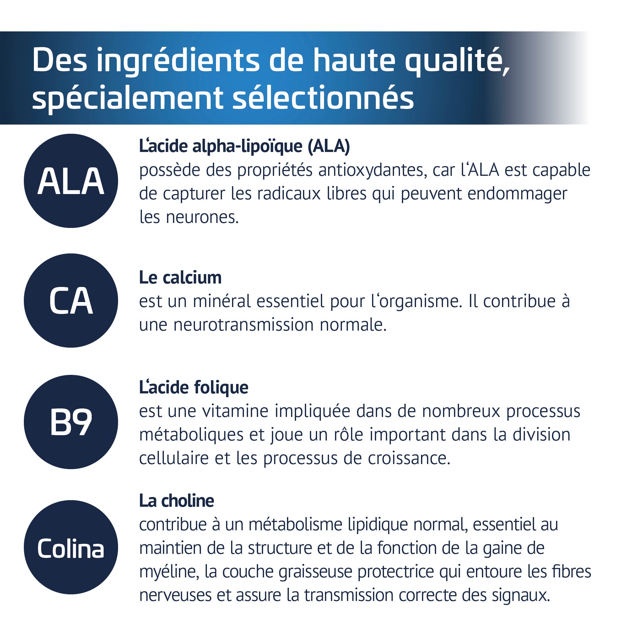 Infographie "Ingrédients de haute qualité". Décrit ALA (antioxydant, protège neurones), Calcium (pour neurotransmission normale), Acide folique B9 (division cellulaire/croissance) et Colina (métabolisme lipidique, gaine de myéline, signaux nerveux).